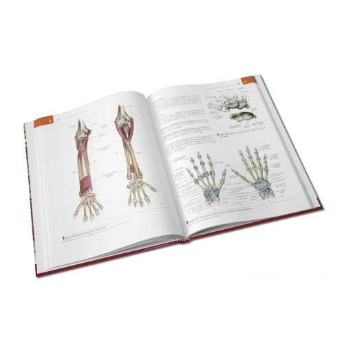 Anatomia dell'apparato locomotore